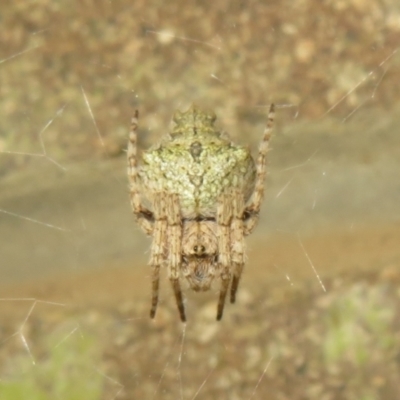 Araneinae (subfamily) (Orb weaver) at Namadgi National Park - 29 Nov 2021 by Christine