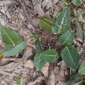 Hardenbergia violacea at Carabost, NSW - 6 Dec 2021