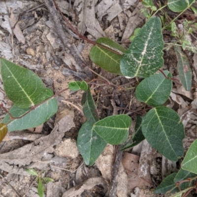 Hardenbergia violacea (False Sarsaparilla) at Carabost Flora Reserve - 6 Dec 2021 by Darcy