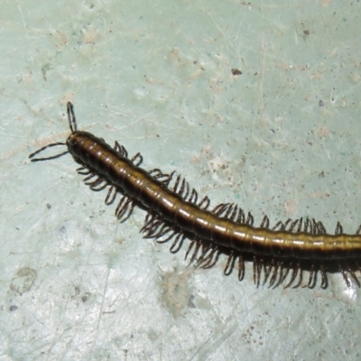 Paradoxosomatidae sp. (family) (Millipede) at Cotter River, ACT - 29 Nov 2021 by Christine