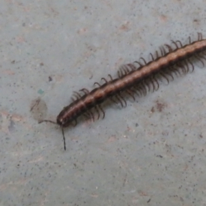 Paradoxosomatidae sp. (family) at Cotter River, ACT - 29 Nov 2021