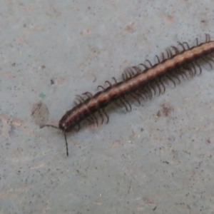 Paradoxosomatidae sp. (family) at Cotter River, ACT - 29 Nov 2021 05:18 PM