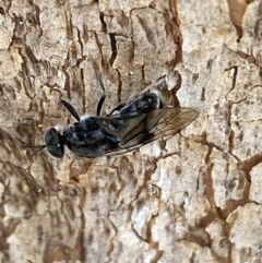 Lecomyia sp. (genus) (Soldier fly) at Jerrabomberra, NSW - 7 Dec 2021 by Steve_Bok