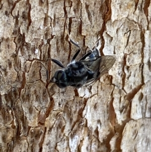 Lecomyia sp. (genus) at suppressed - 7 Dec 2021