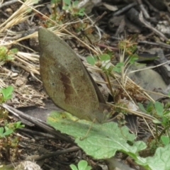 Heteronympha merope (Common Brown Butterfly) at Ainslie, ACT - 3 Dec 2021 by Christine