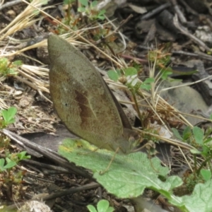 Heteronympha merope at Ainslie, ACT - 3 Dec 2021