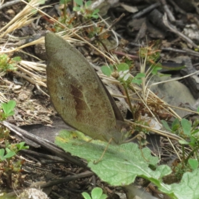 Heteronympha merope (Common Brown Butterfly) at Ainslie, ACT - 3 Dec 2021 by Christine