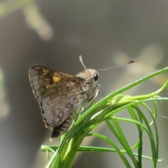 Trapezites phigalioides (Montane Ochre) at Black Mountain - 3 Dec 2021 by Christine