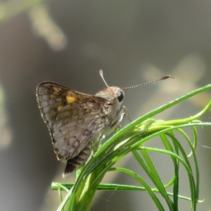 Trapezites phigalioides at Molonglo Valley, ACT - 3 Dec 2021