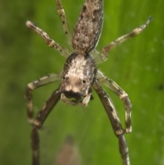 Helpis minitabunda (Threatening jumping spider) at Belconnen, ACT - 7 Dec 2021 by Spectregram