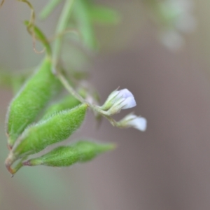 Vicia disperma at Wamboin, NSW - 27 Nov 2021 05:57 PM