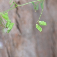 Vicia disperma at Wamboin, NSW - 27 Nov 2021 05:57 PM