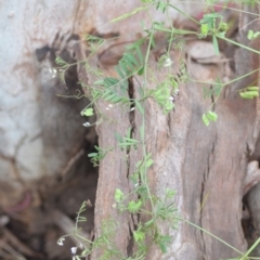 Vicia disperma at Wamboin, NSW - 27 Nov 2021 05:57 PM