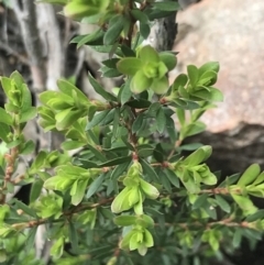 Leptospermum sp. (Tea Tree) at Yaouk, NSW - 28 Nov 2021 by Tapirlord