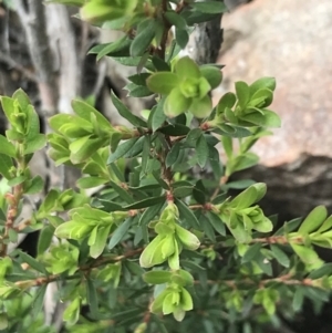 Leptospermum sp. at Yaouk, NSW - 28 Nov 2021
