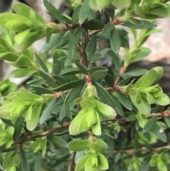 Leptospermum sp. at Yaouk, NSW - 28 Nov 2021 12:21 PM