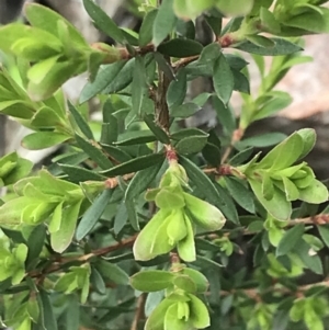 Leptospermum sp. at Yaouk, NSW - 28 Nov 2021