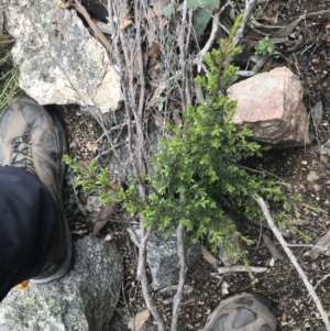 Leptospermum sp. at Yaouk, NSW - 28 Nov 2021 12:21 PM