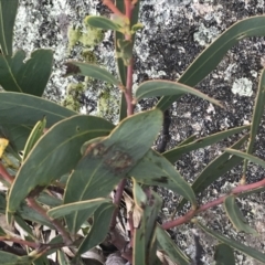 Acacia obliquinervia (Mountain Hickory) at Yaouk, NSW - 28 Nov 2021 by Tapirlord