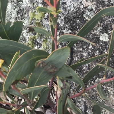 Acacia obliquinervia (Mountain Hickory) at Scabby Range Nature Reserve - 28 Nov 2021 by Tapirlord