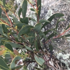 Acacia obliquinervia at Yaouk, NSW - 28 Nov 2021
