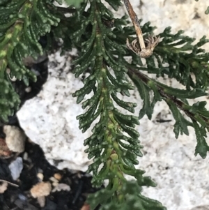 Olearia heloderma at Yaouk, NSW - 28 Nov 2021