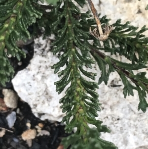Olearia sp. Rhizomatica (I.R.Telford 11549) at Yaouk, NSW - 28 Nov 2021