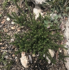 Olearia heloderma at Yaouk, NSW - 28 Nov 2021