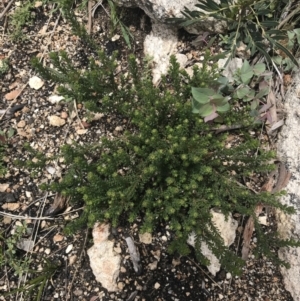 Olearia sp. Rhizomatica (I.R.Telford 11549) at Yaouk, NSW - 28 Nov 2021