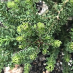 Olearia heloderma at Yaouk, NSW - 28 Nov 2021