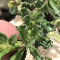 Olearia sp. Rhizomatica (I.R.Telford 11549) at Yaouk, NSW - 28 Nov 2021