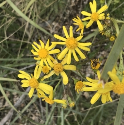 Senecio pinnatifolius var. alpinus at Namadgi National Park - 28 Nov 2021 by Tapirlord