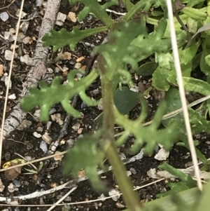 Senecio pinnatifolius var. alpinus at Mount Clear, ACT - 28 Nov 2021 12:51 PM