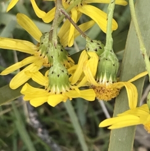 Senecio pinnatifolius var. alpinus at Mount Clear, ACT - 28 Nov 2021 12:51 PM