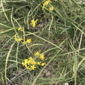 Senecio pinnatifolius var. alpinus at Mount Clear, ACT - 28 Nov 2021