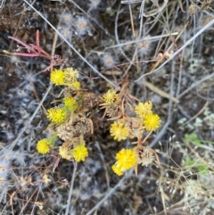 Triptilodiscus pygmaeus (Annual Daisy) at Suttons Dam - 3 Dec 2021 by KL