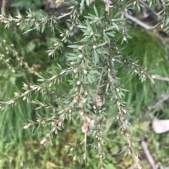 Kunzea peduncularis (Mountain Burgan) at Mount Clear, ACT - 28 Nov 2021 by Tapirlord