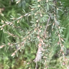 Kunzea peduncularis at Mount Clear, ACT - 28 Nov 2021