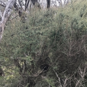 Kunzea peduncularis at Mount Clear, ACT - 28 Nov 2021