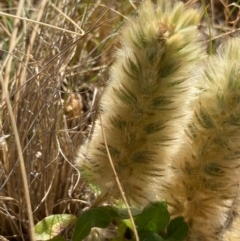 Ptilotus spathulatus (Pussytails, Cats Paws) at Fentons Creek, VIC - 3 Dec 2021 by KL