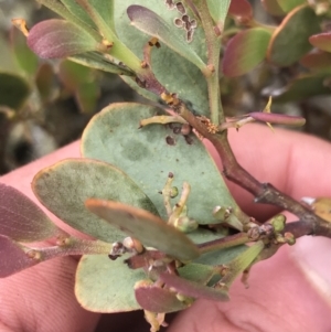 Acacia alpina at Mount Clear, ACT - 28 Nov 2021