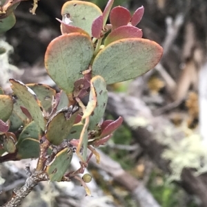 Acacia alpina at Mount Clear, ACT - 28 Nov 2021
