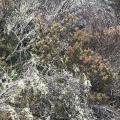 Acacia alpina at Mount Clear, ACT - 28 Nov 2021 01:12 PM