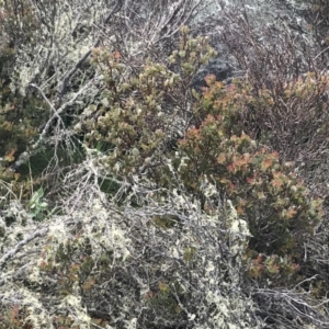 Acacia alpina at Mount Clear, ACT - 28 Nov 2021