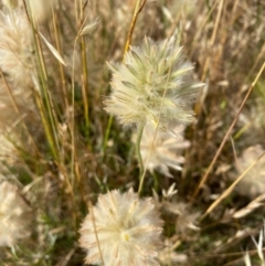 Ptilotus macrocephalus (Feather Heads, Green Mulla Mulla) at Suttons Dam - 4 Dec 2021 by KL