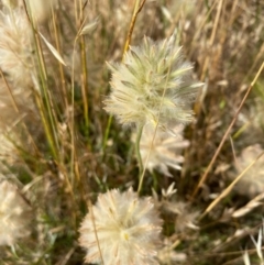 Unidentified Other Wildflower or Herb (TBC) at Fentons Creek, VIC - 4 Dec 2021 by KL