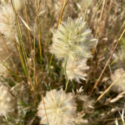 Ptilotus macrocephalus (Feather Heads, Green Mulla Mulla) at Fentons Creek, VIC - 4 Dec 2021 by KL