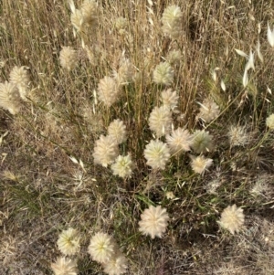 Ptilotus macrocephalus at Fentons Creek, VIC - 4 Dec 2021