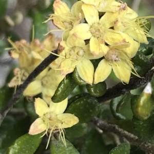 Phebalium squamulosum subsp. ozothamnoides at Mount Clear, ACT - 28 Nov 2021 01:12 PM