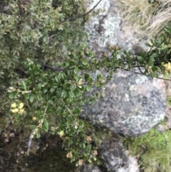 Phebalium squamulosum subsp. ozothamnoides at Mount Clear, ACT - 28 Nov 2021